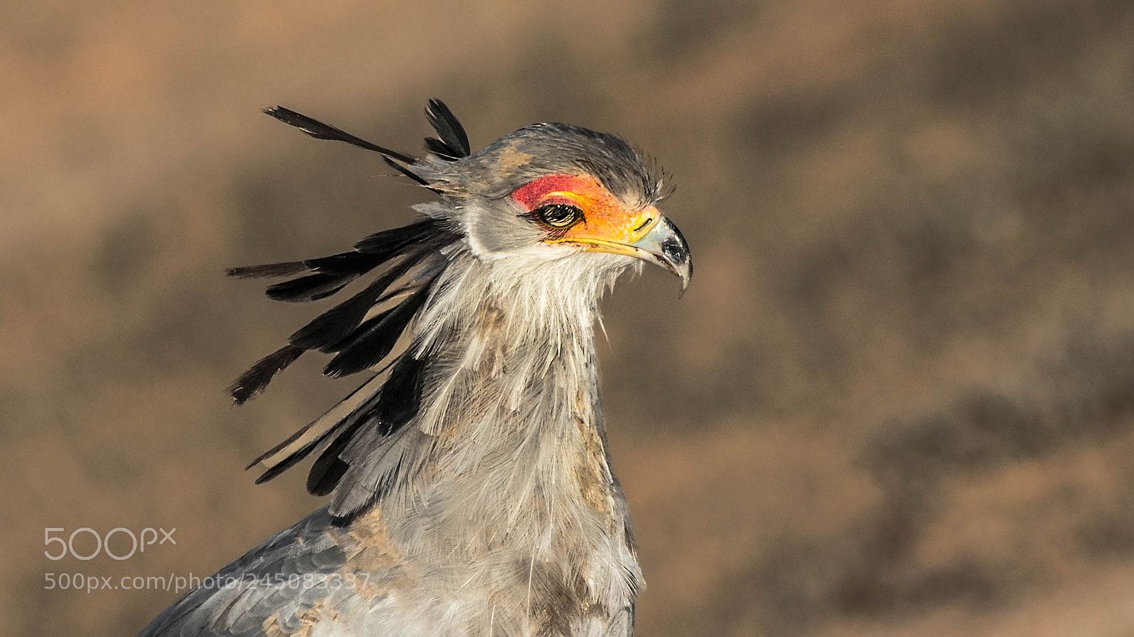 Pentax K-5 II sample photo. Secretary bird photography
