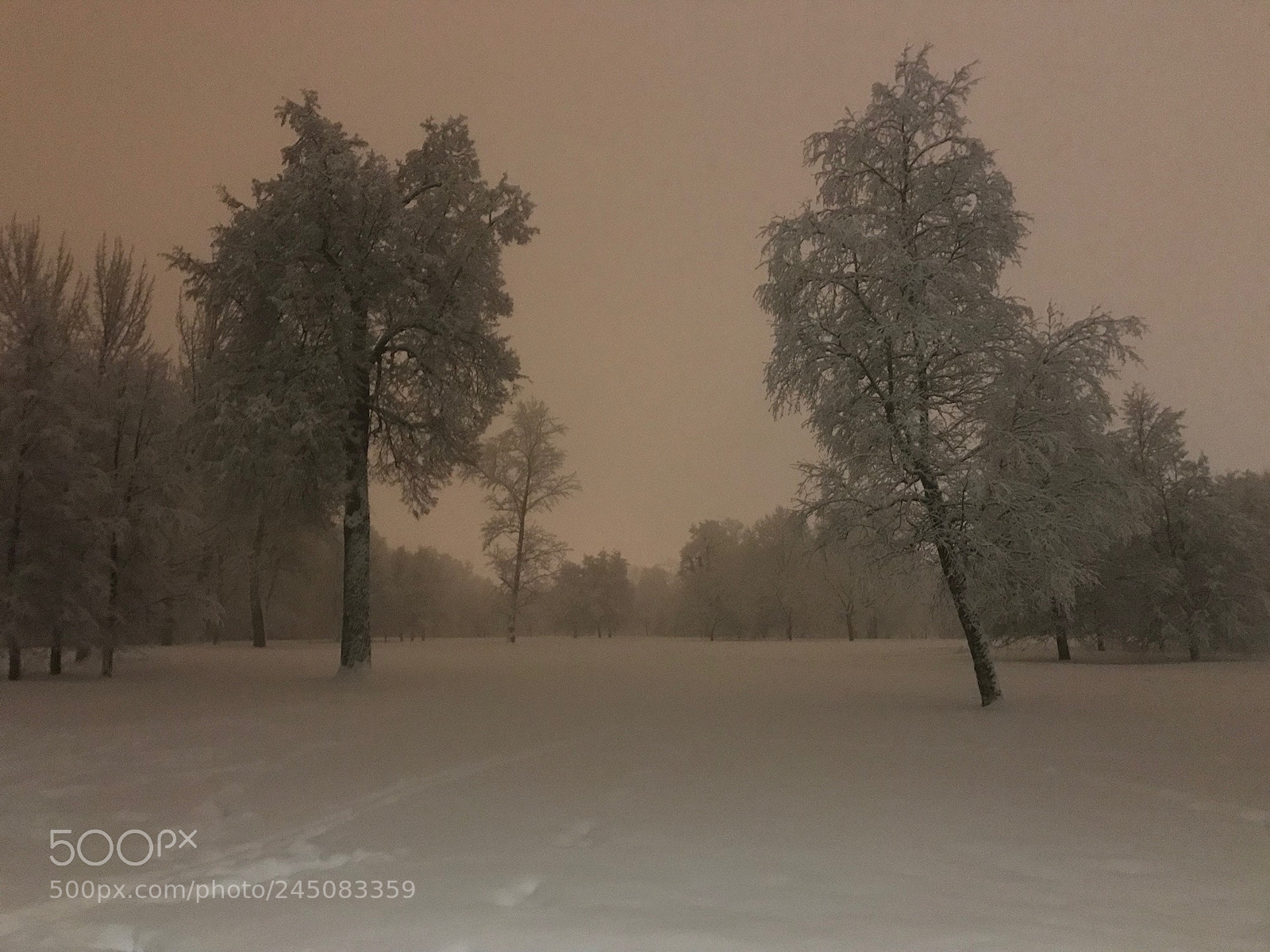 Apple iPhone 7 sample photo. Dancing trees. moscow photography