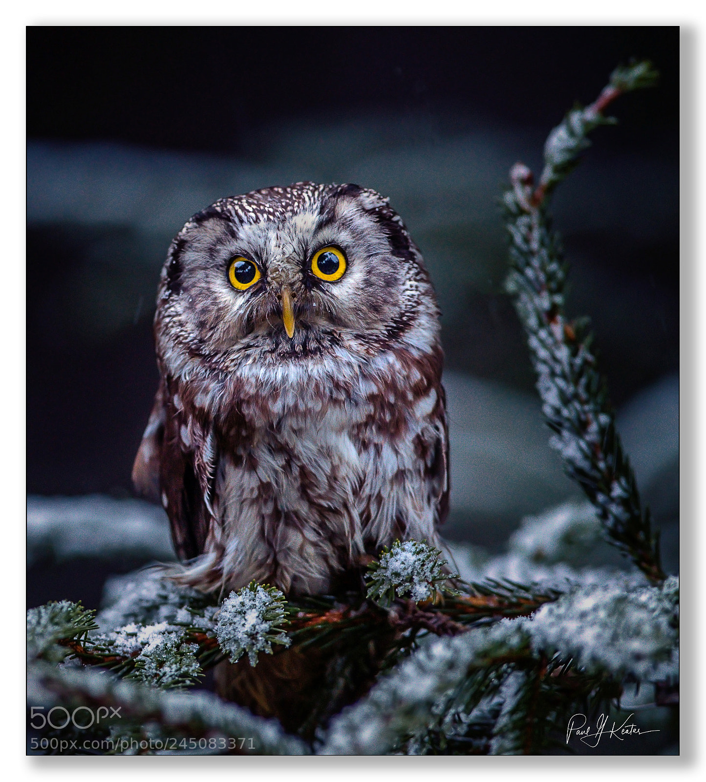 Canon EOS-1D X sample photo. Eye to eye .... photography