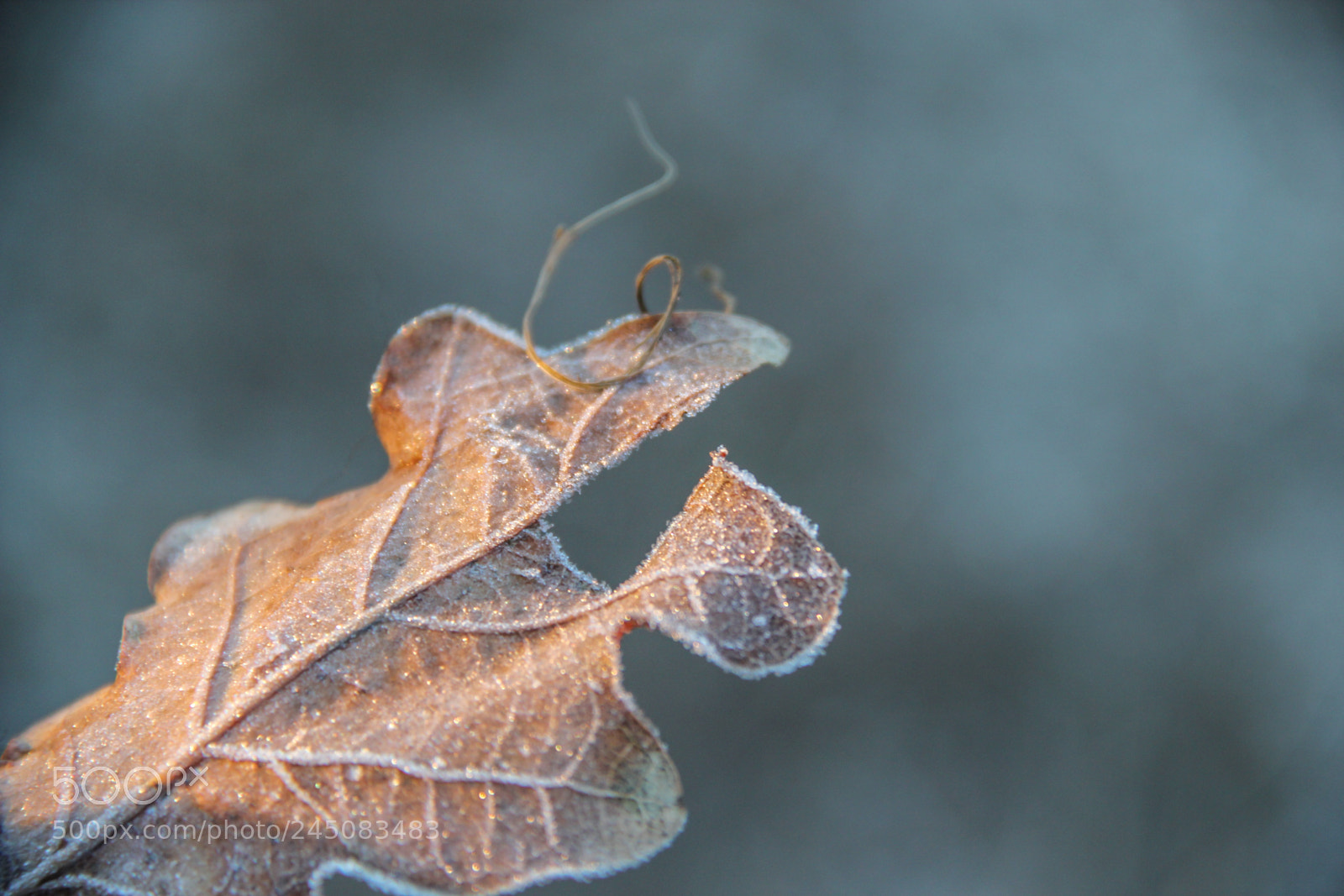 Canon EOS 550D (EOS Rebel T2i / EOS Kiss X4) sample photo. Winter leaf photography