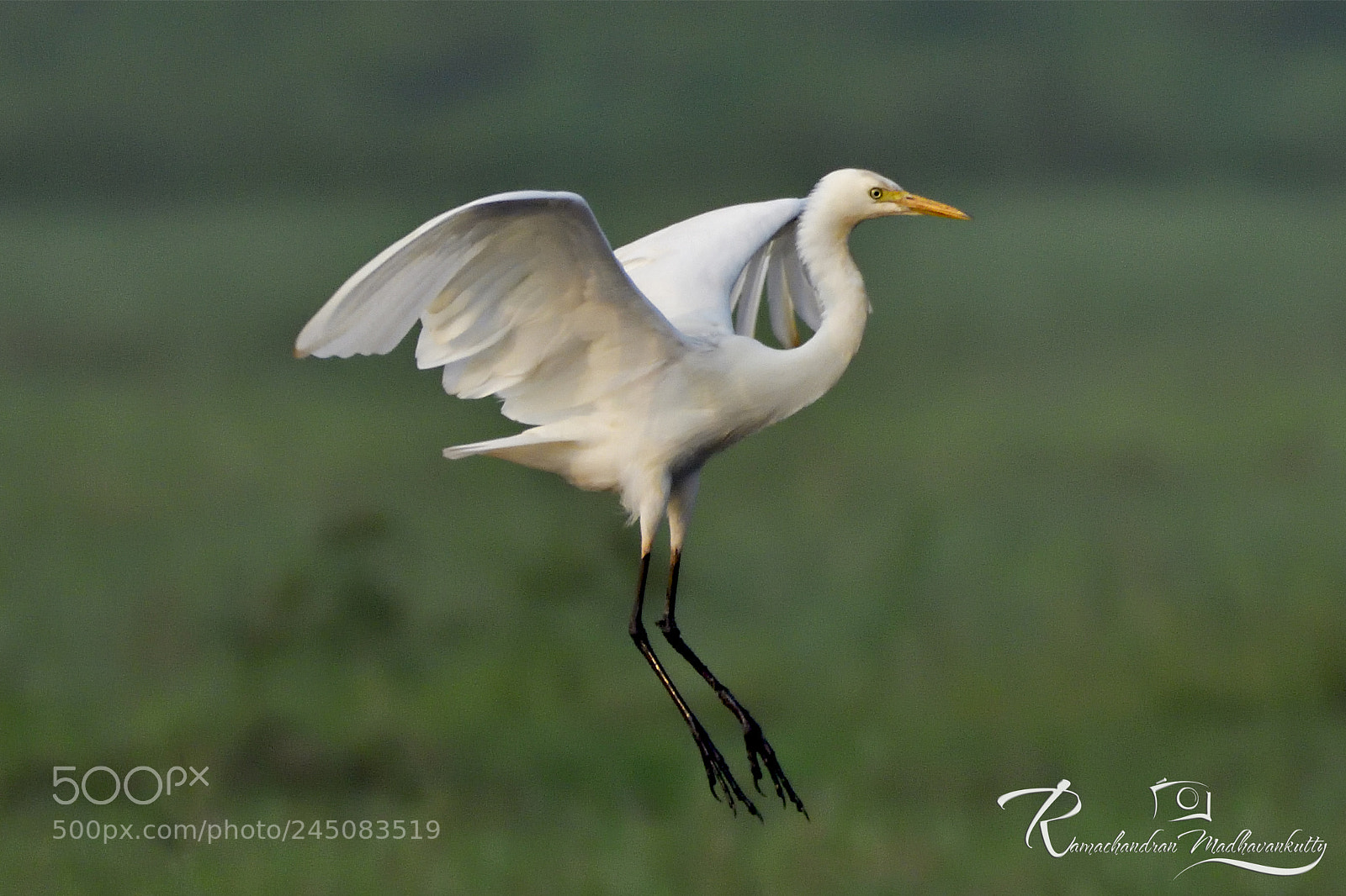 Nikon D500 sample photo. Great egret - landing photography