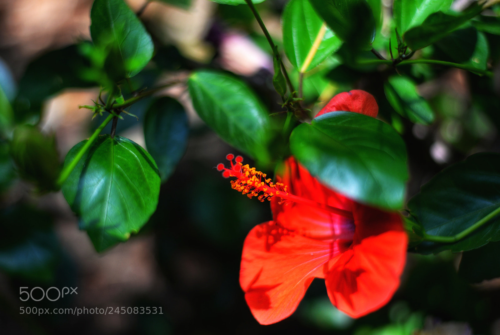 Nikon D610 sample photo. Fiorin fiorello ? photography