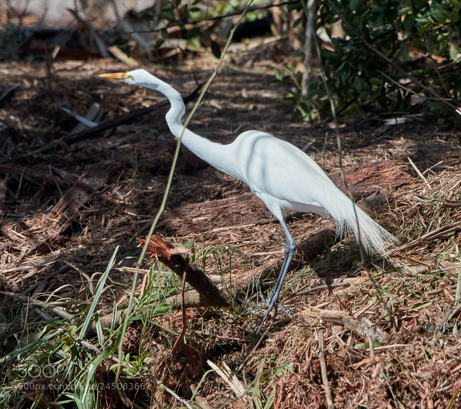 Canon EOS-1D X Mark II sample photo. 02-05-18-0002307 1.jpg photography
