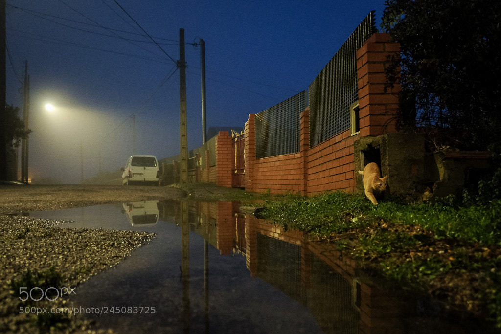 Fujifilm X-T10 sample photo. Untitled photography