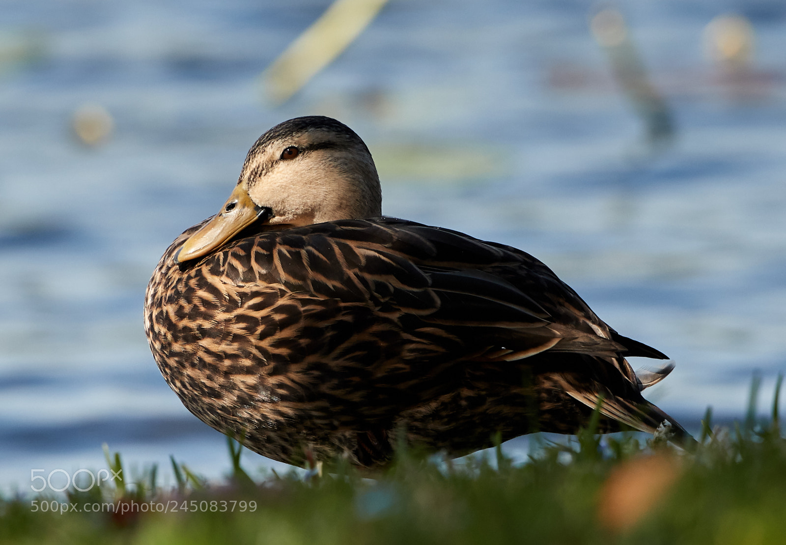 Canon EOS-1D X Mark II sample photo. 02-05-18-0002315.jpg photography
