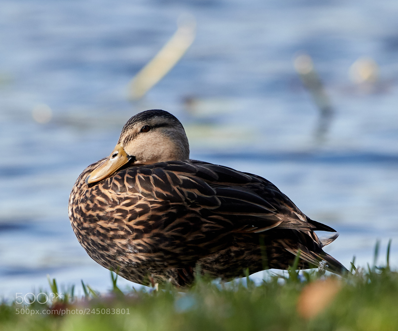 Canon EOS-1D X Mark II sample photo. 02-05-18-0002314 1.jpg photography