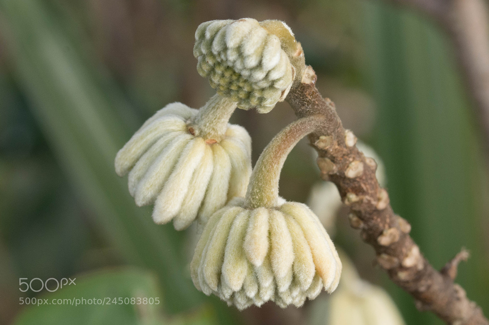 Nikon D7200 sample photo. Strange bud photography