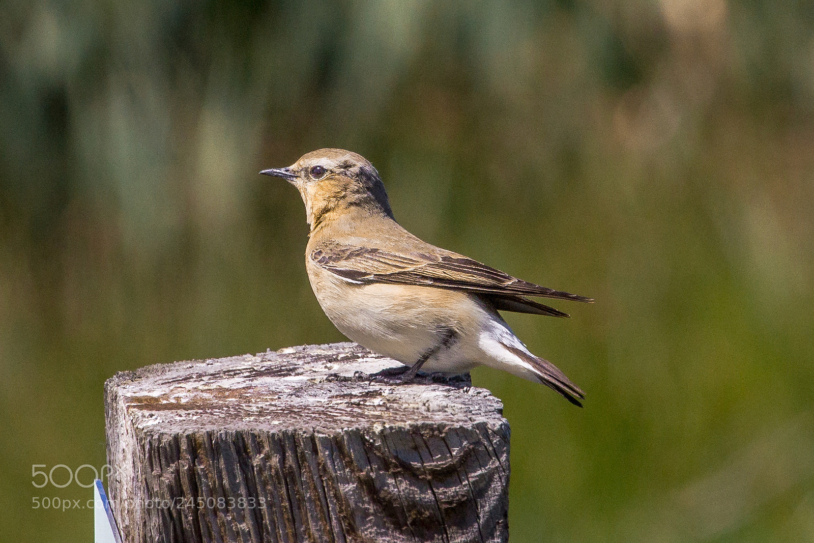 Canon EOS 60D sample photo. Northern wheatear photography