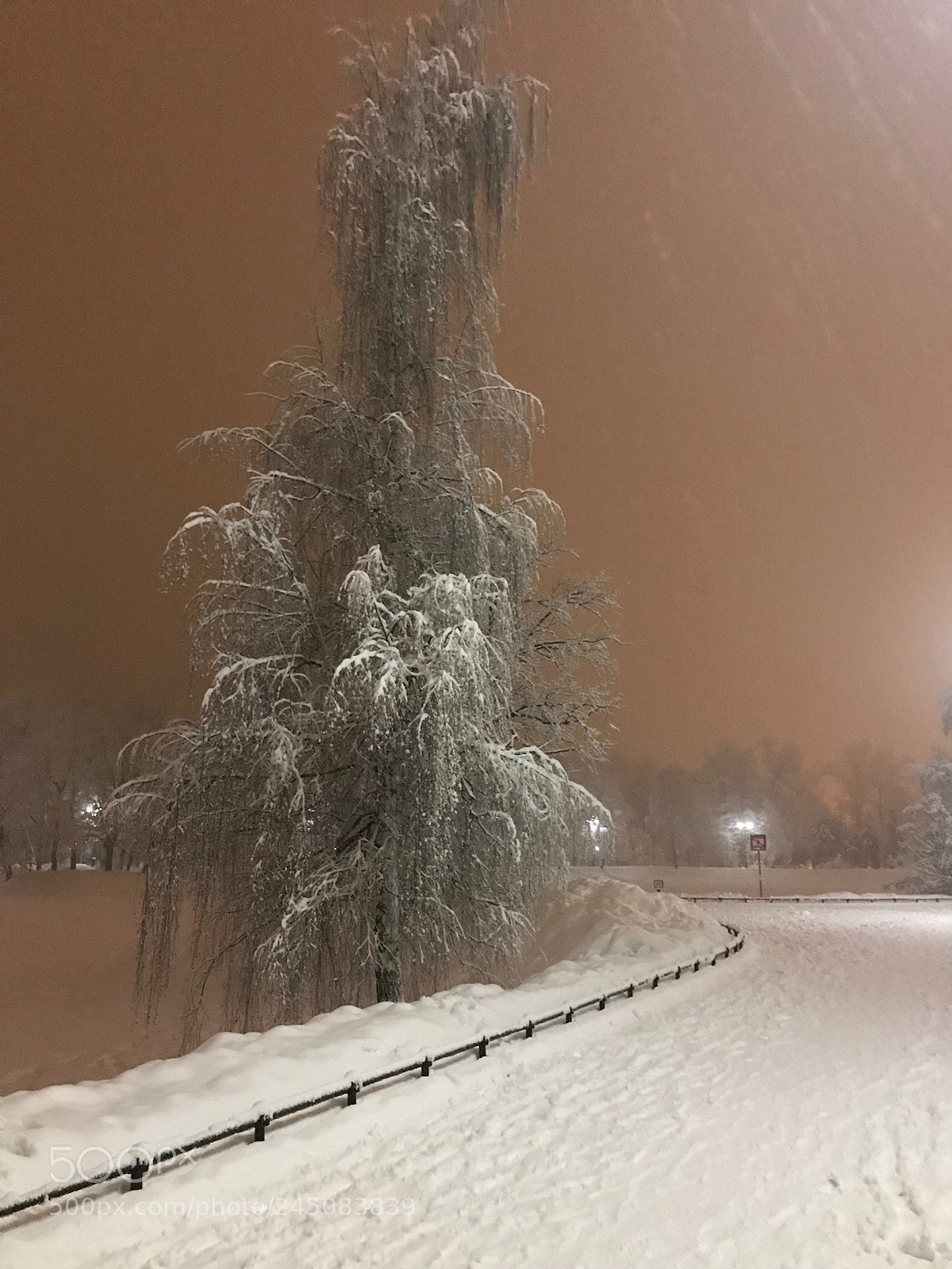 Apple iPhone 7 sample photo. Russian winter tree photography