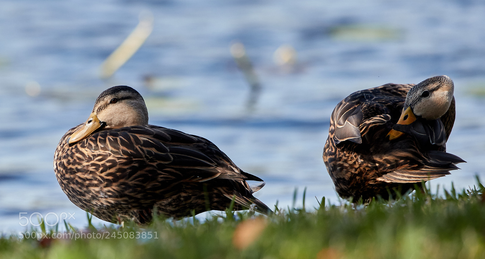 Canon EOS-1D X Mark II sample photo. 02-05-18-0002314.jpg photography