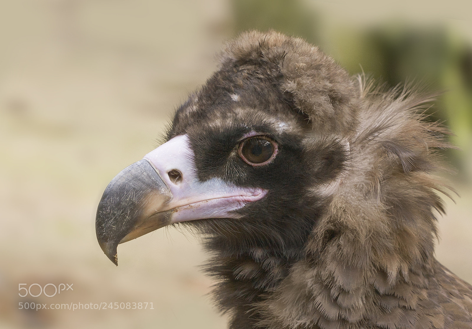 Canon EOS 50D sample photo. Vulture photography