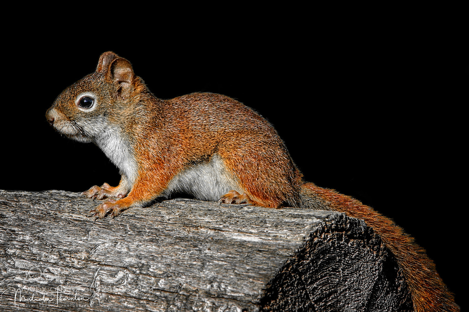 Canon EOS 10D sample photo. American red squirrel photography