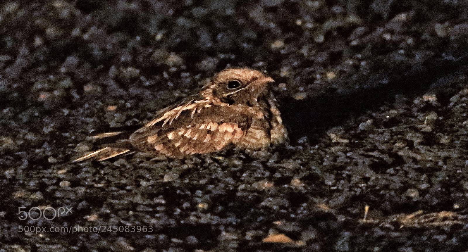 Nikon Coolpix B700 sample photo. Indian nightjar photography