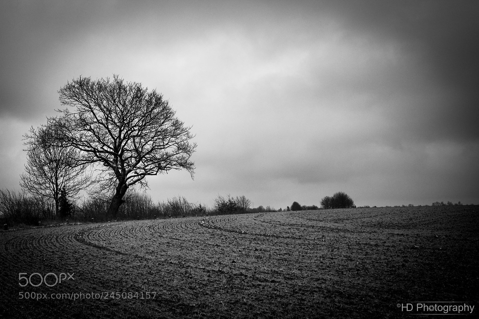 Nikon D7100 sample photo. Tree photography