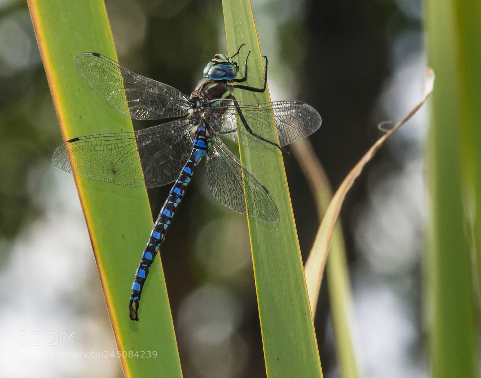 Canon EOS 600D (Rebel EOS T3i / EOS Kiss X5) sample photo. Male variable darner photography