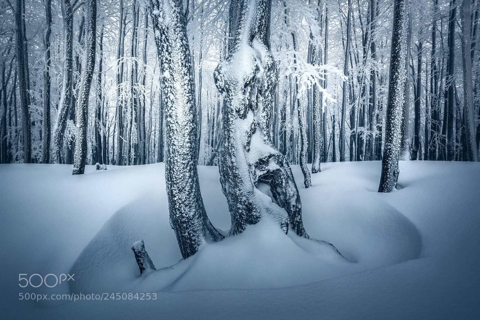 Nikon D7100 sample photo. Magic forest photography