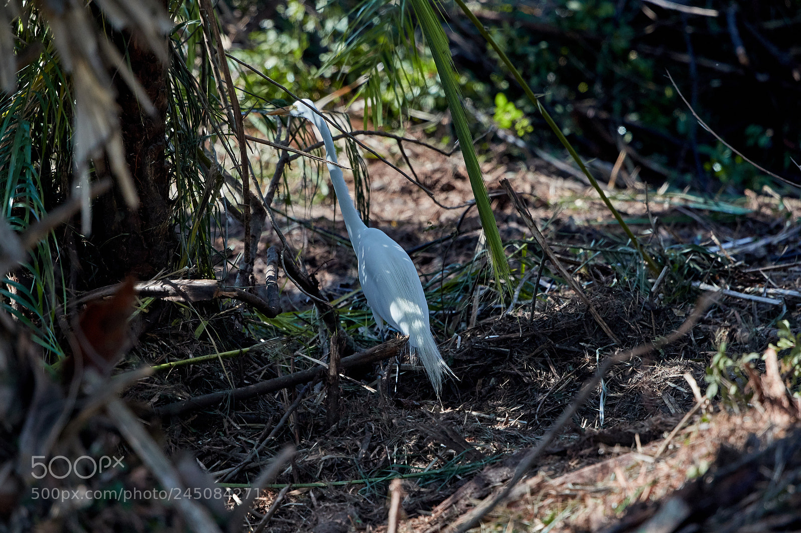 Canon EOS-1D X Mark II sample photo. 02-05-18-0002301.jpg photography