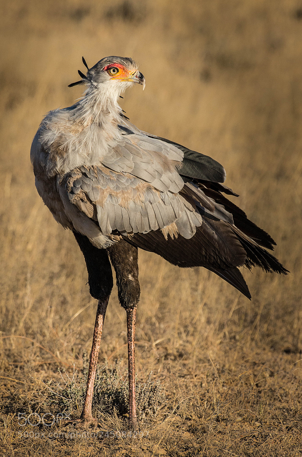 Pentax K-5 II sample photo. Secretary bird photography