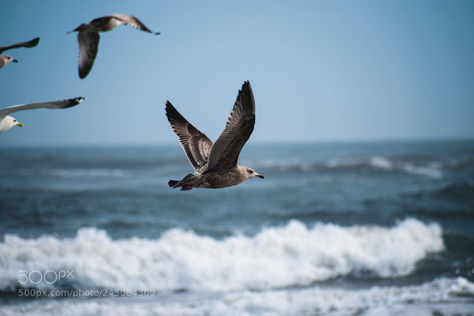 Nikon D5600 sample photo. Soar photography