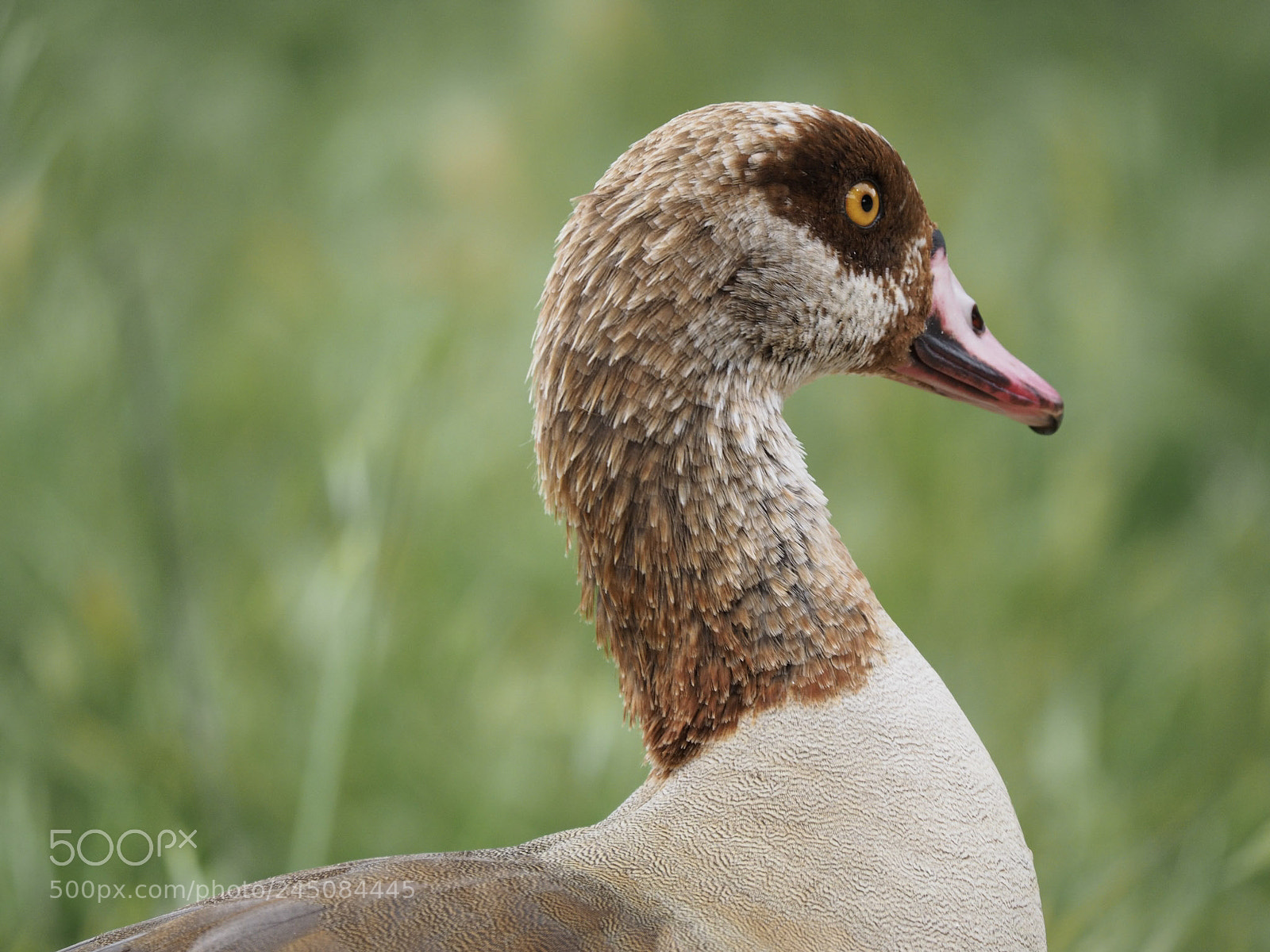 Olympus OM-D E-M1 sample photo. Ganso del nilo photography