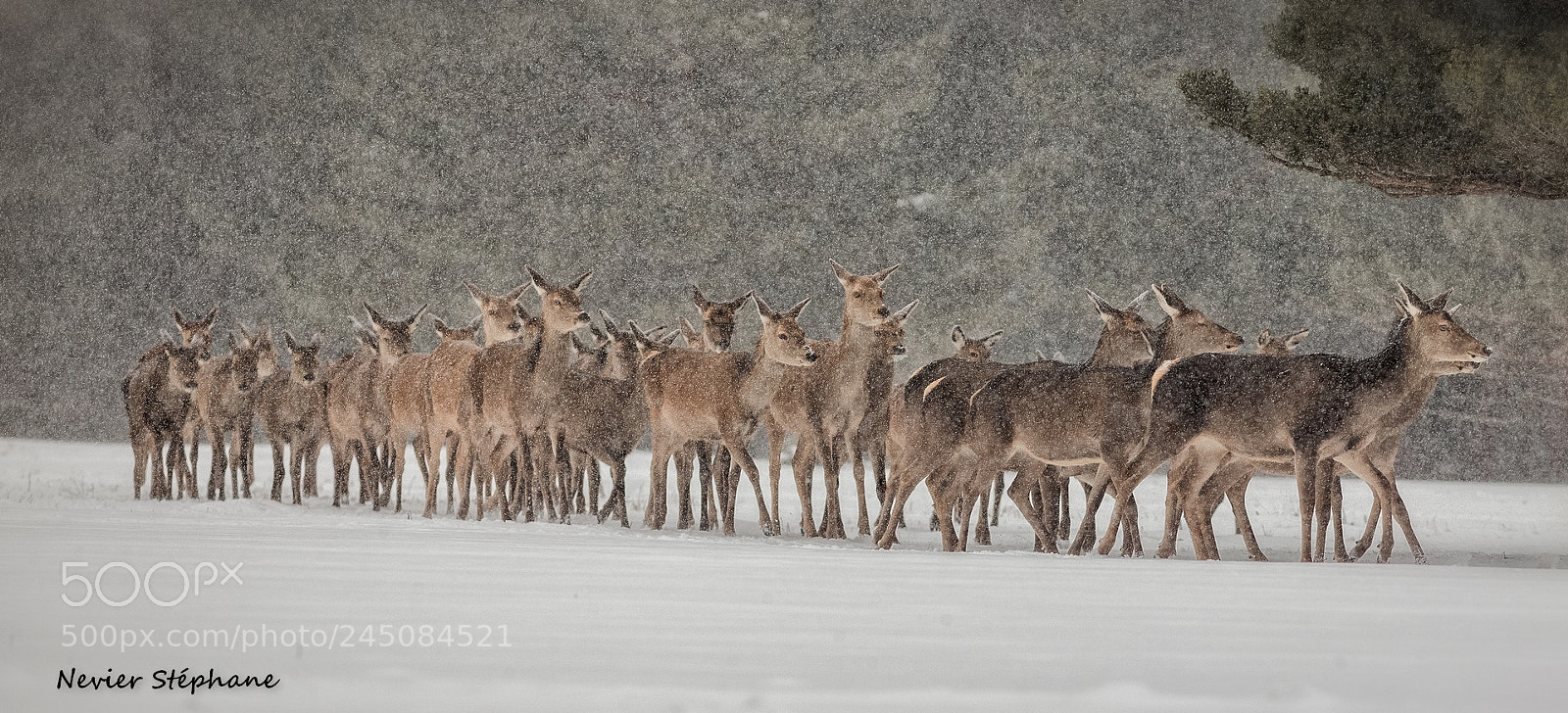 Canon EOS-1D X sample photo. Biches sous la neige photography