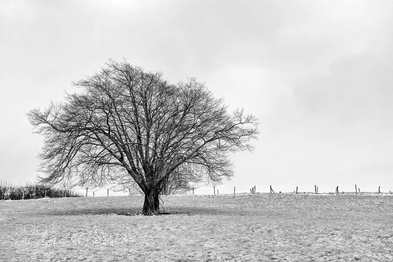 Nikon D800 sample photo. Tree photography