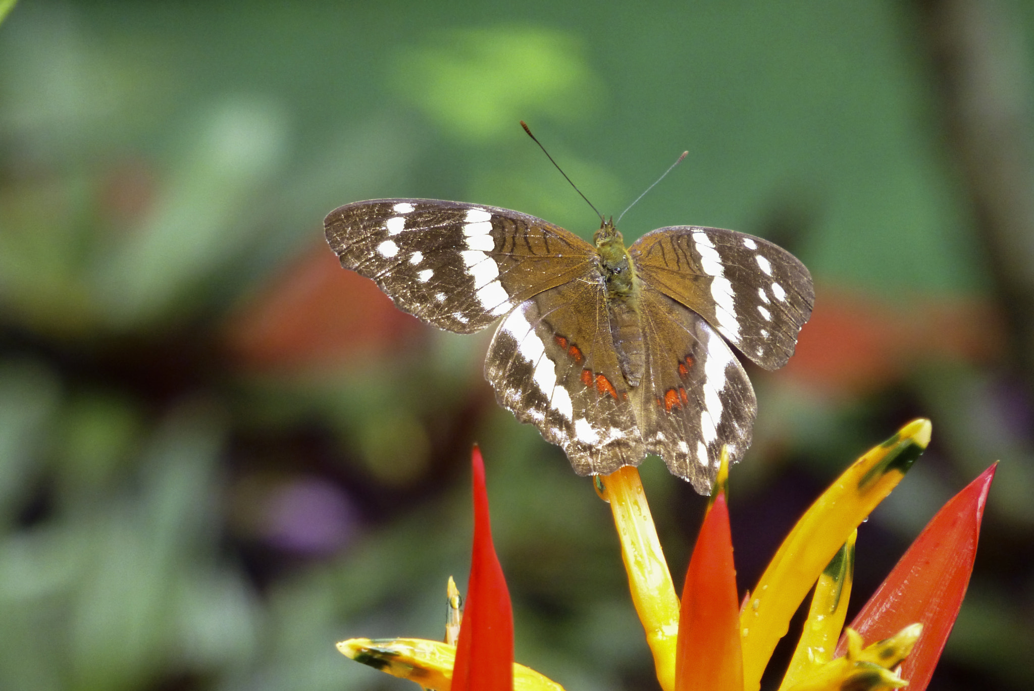 Panasonic Lumix DMC-ZS20 (Lumix DMC-TZ30) sample photo. Costa rica 2 photography