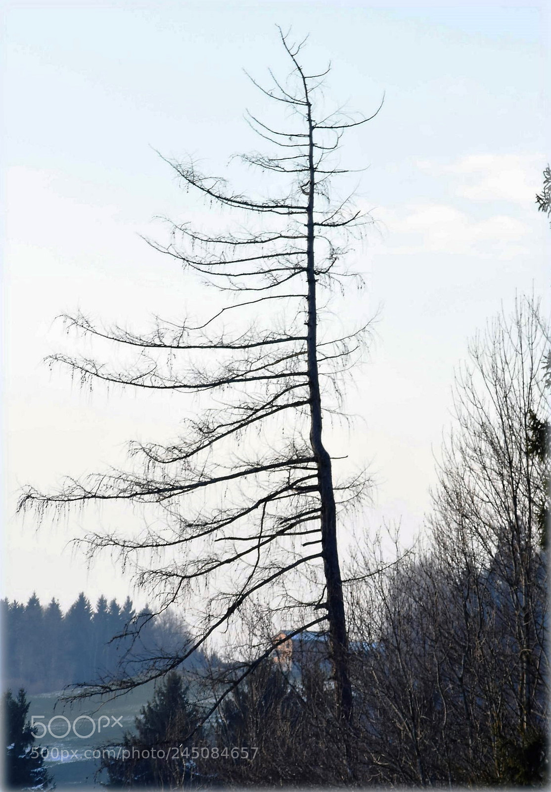 Nikon D7200 sample photo. "tree" photography
