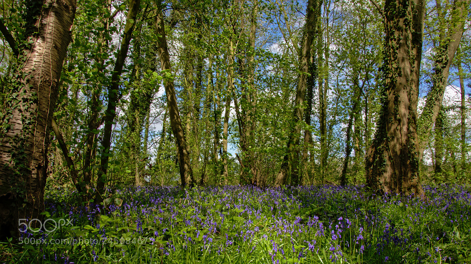 Nikon D5200 sample photo. Bluebell carpet on the photography