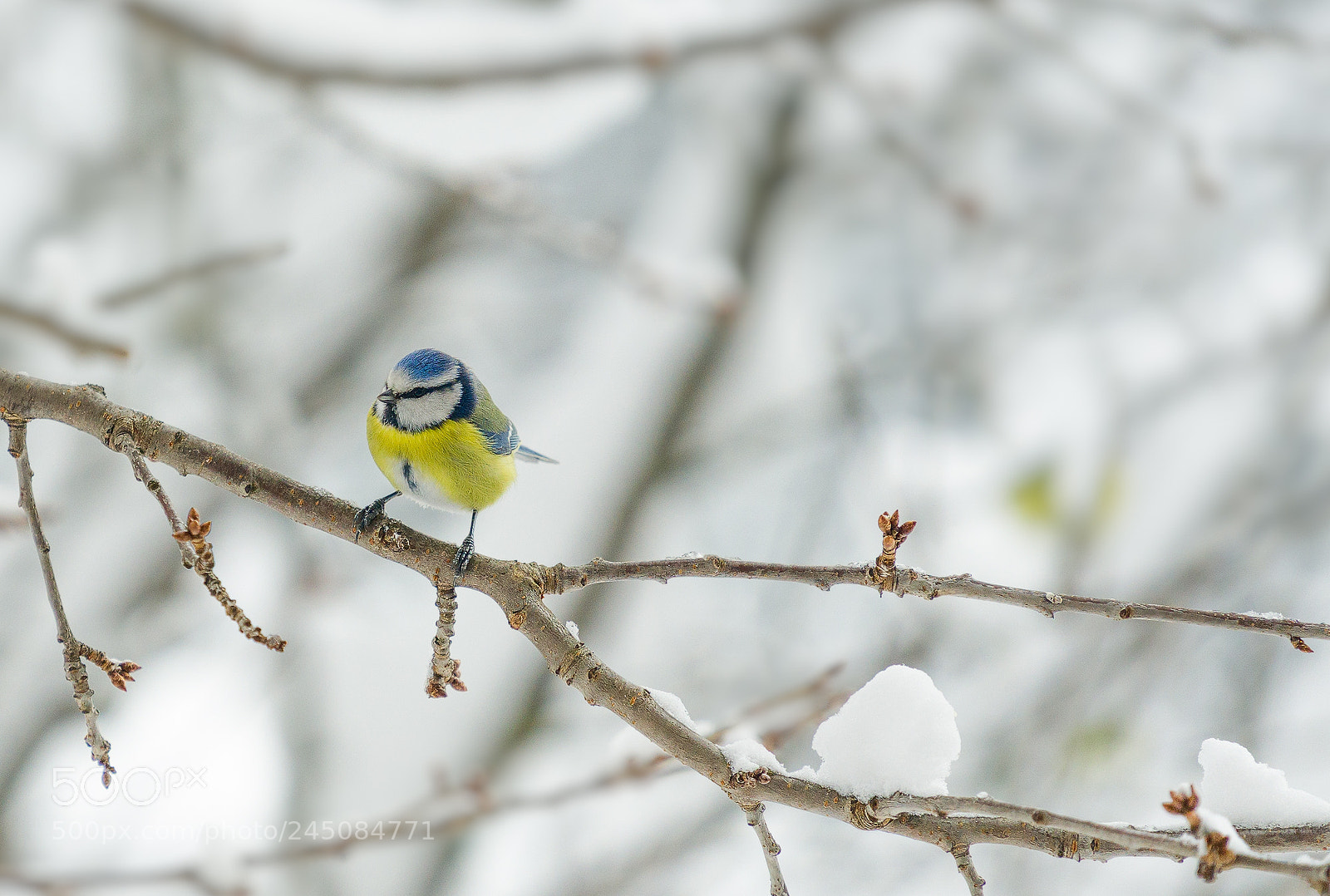 Sony a7 II sample photo. Blaumeise photography
