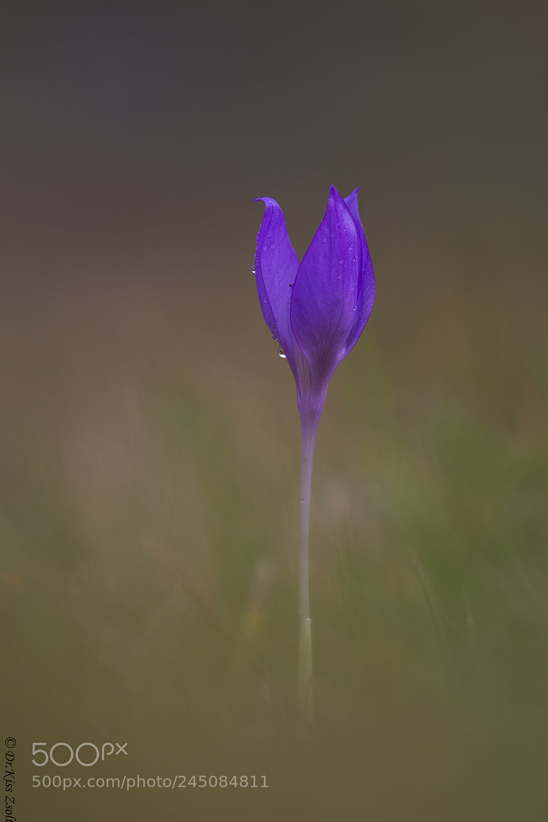 Canon EOS-1D X sample photo. Crocus banaticus photography