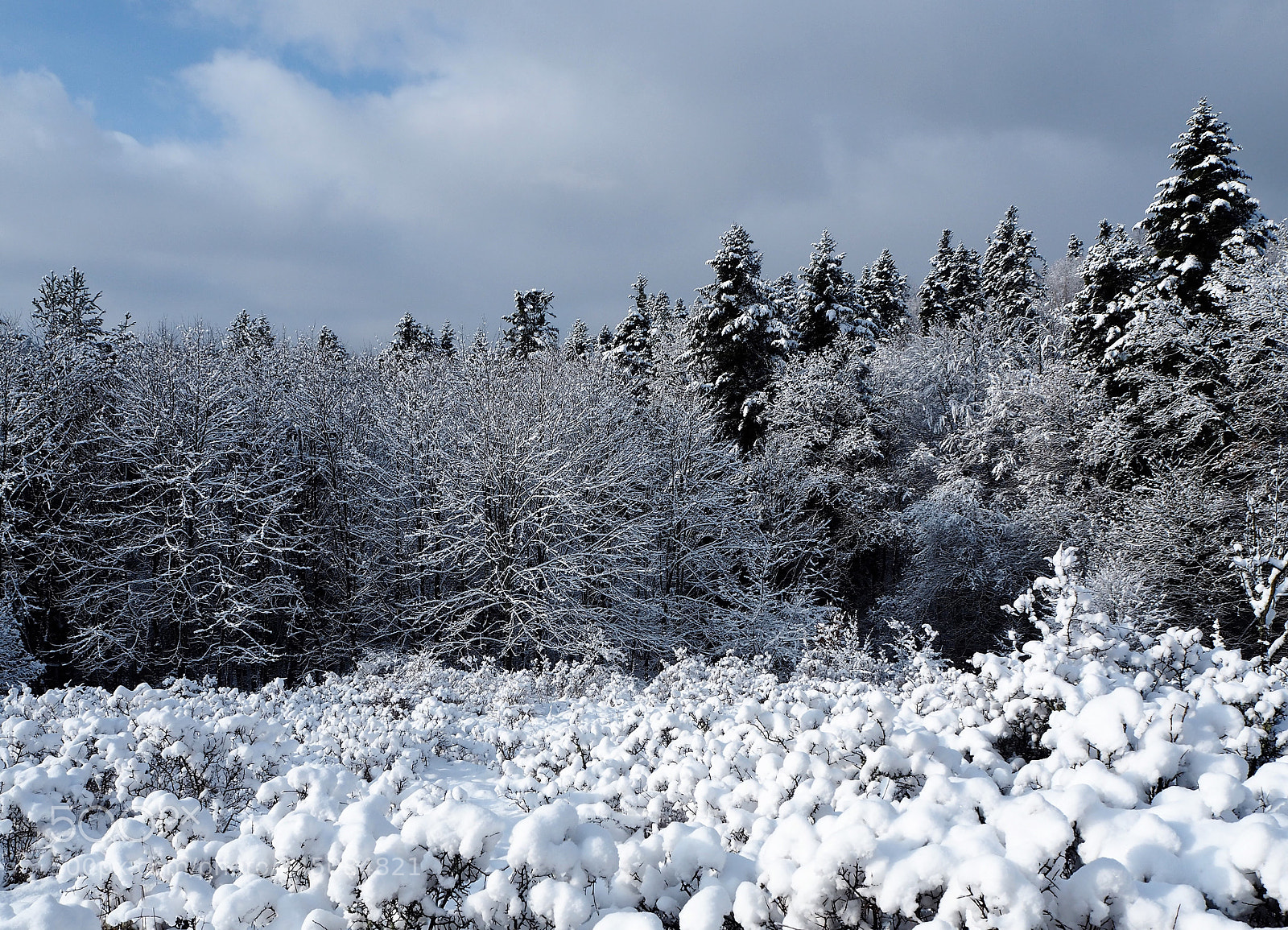 Olympus OM-D E-M10 sample photo. Fresh snow photography