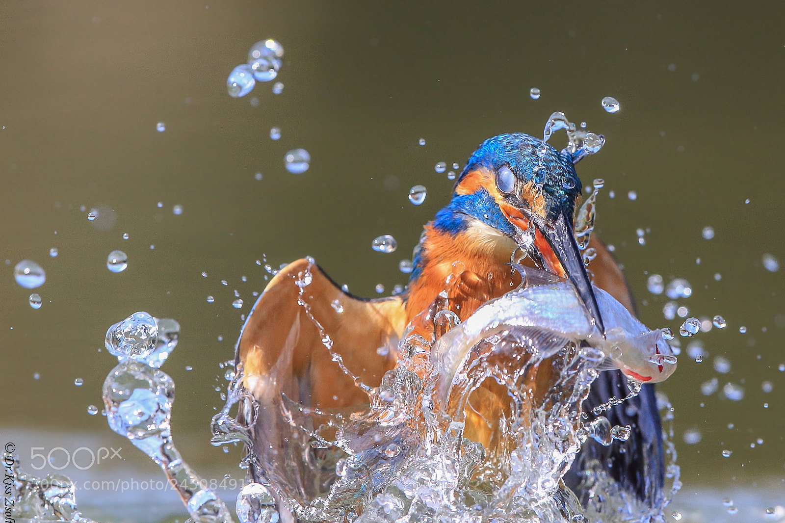Canon EOS-1D X sample photo. Fishing photography