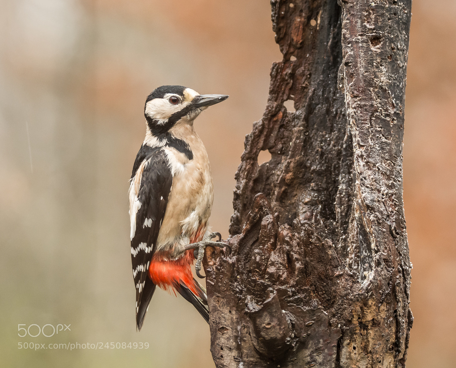 Nikon D5200 sample photo. Acrobatic woodpecker photography