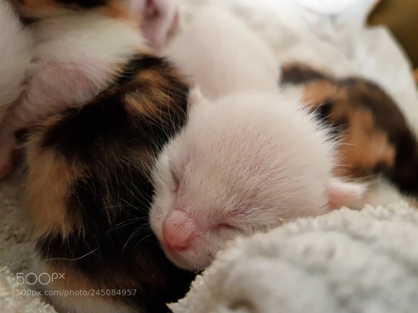 Samsung Galaxy S8 sample photo. Kittens photography
