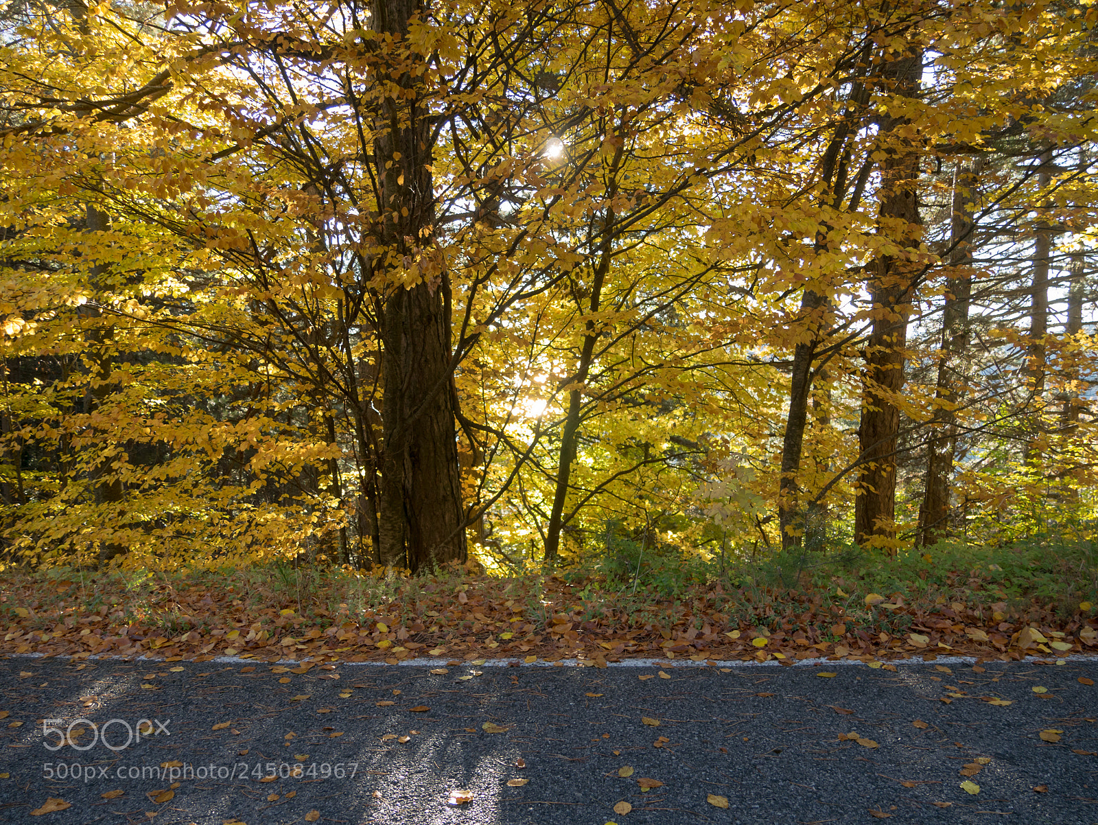 Panasonic Lumix DMC-GM1 sample photo. Autumn trees photography