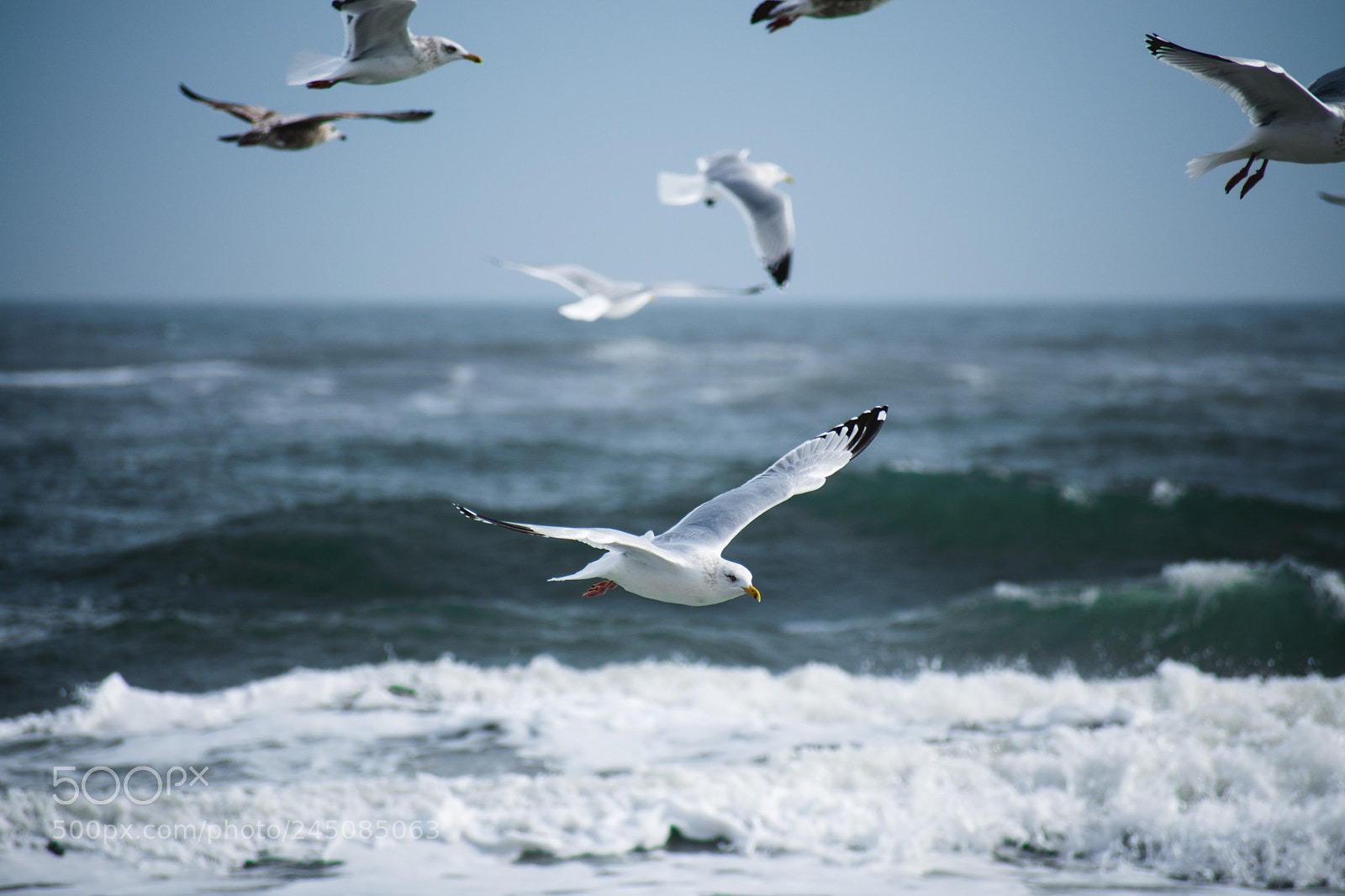 Nikon D5600 sample photo. Flying photography