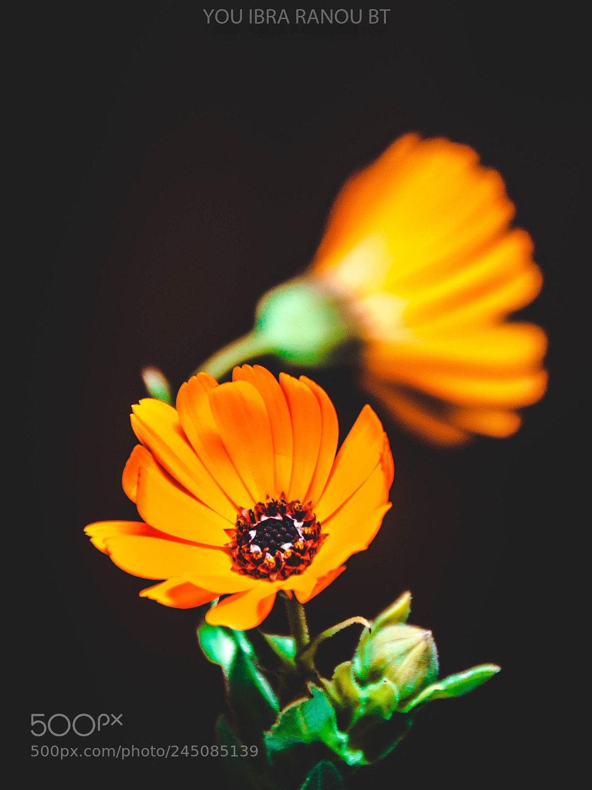 Nikon D5000 sample photo. Untitled photography