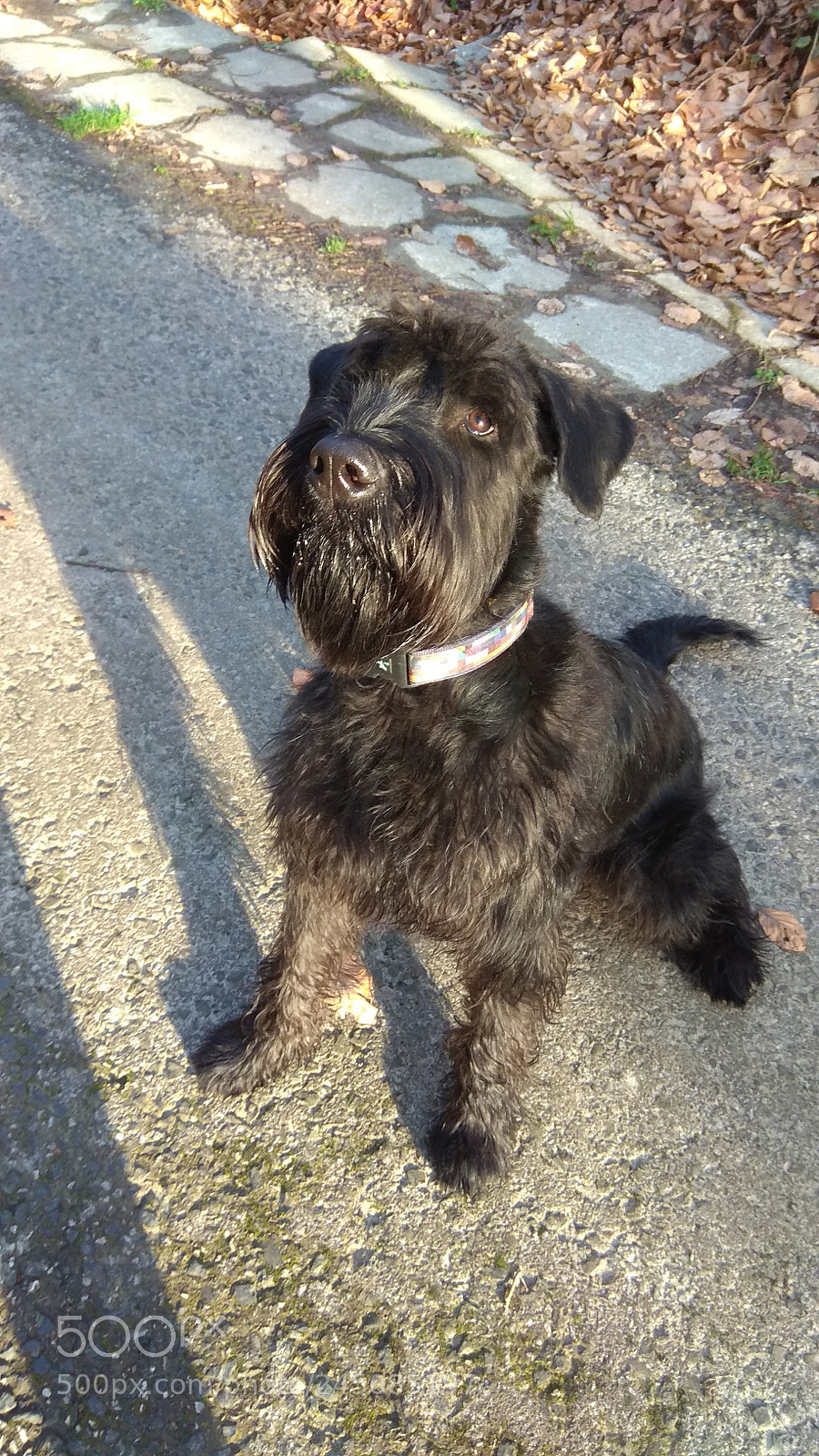 Xiaomi Redmi Note 4 sample photo. Giant schnauzer photography