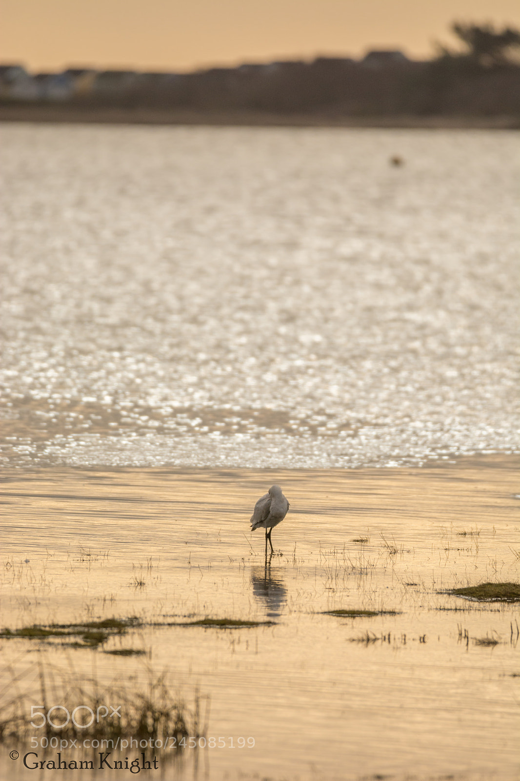 Nikon D7100 sample photo. Lone spoonbill photography