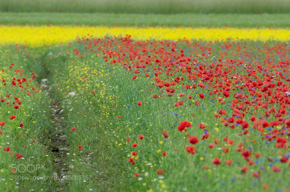 Pentax K-5 II sample photo. Way to yellow photography