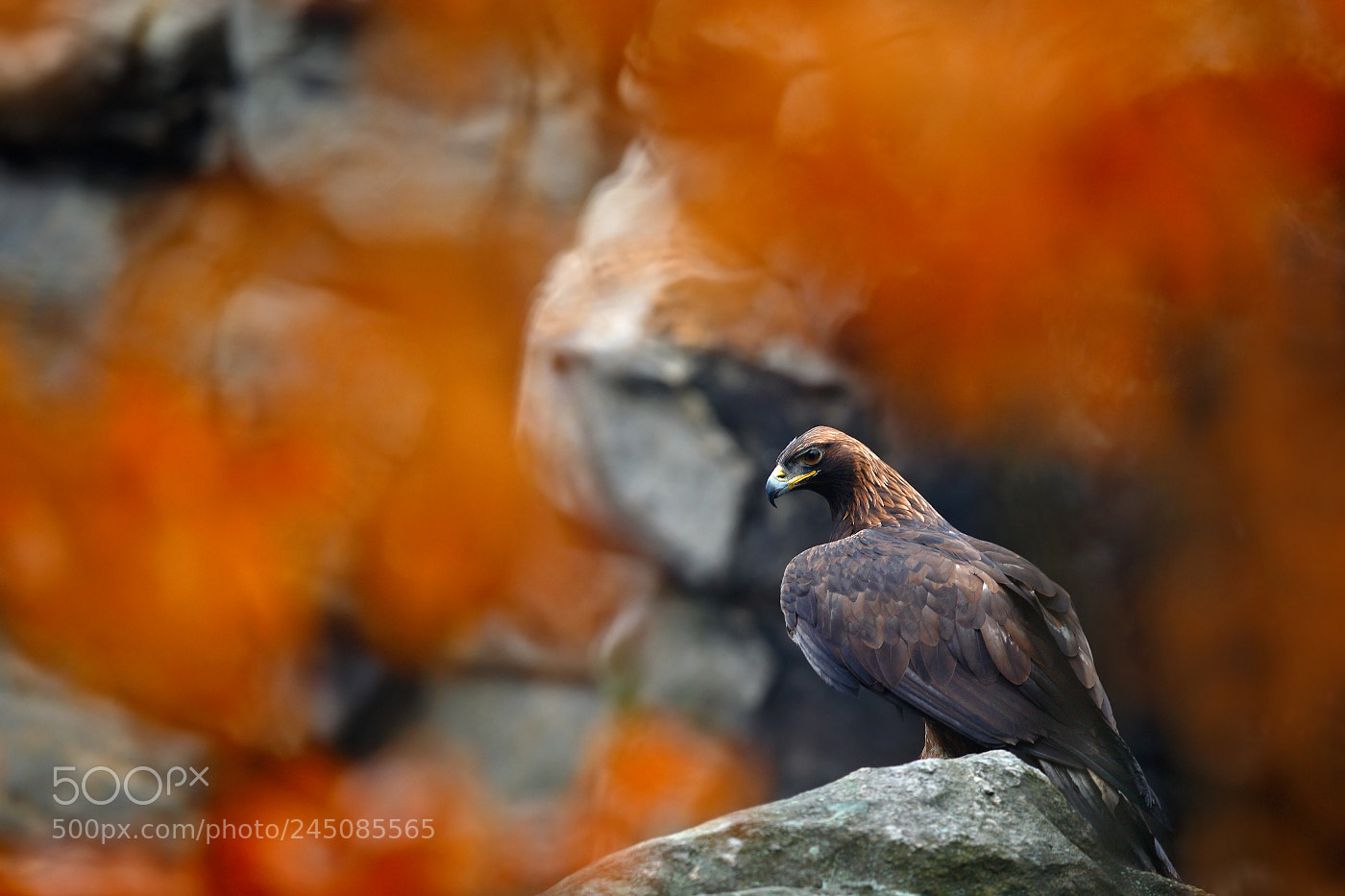 Canon EOS-1D X sample photo. Golden eagle, aquila chrysaetos photography