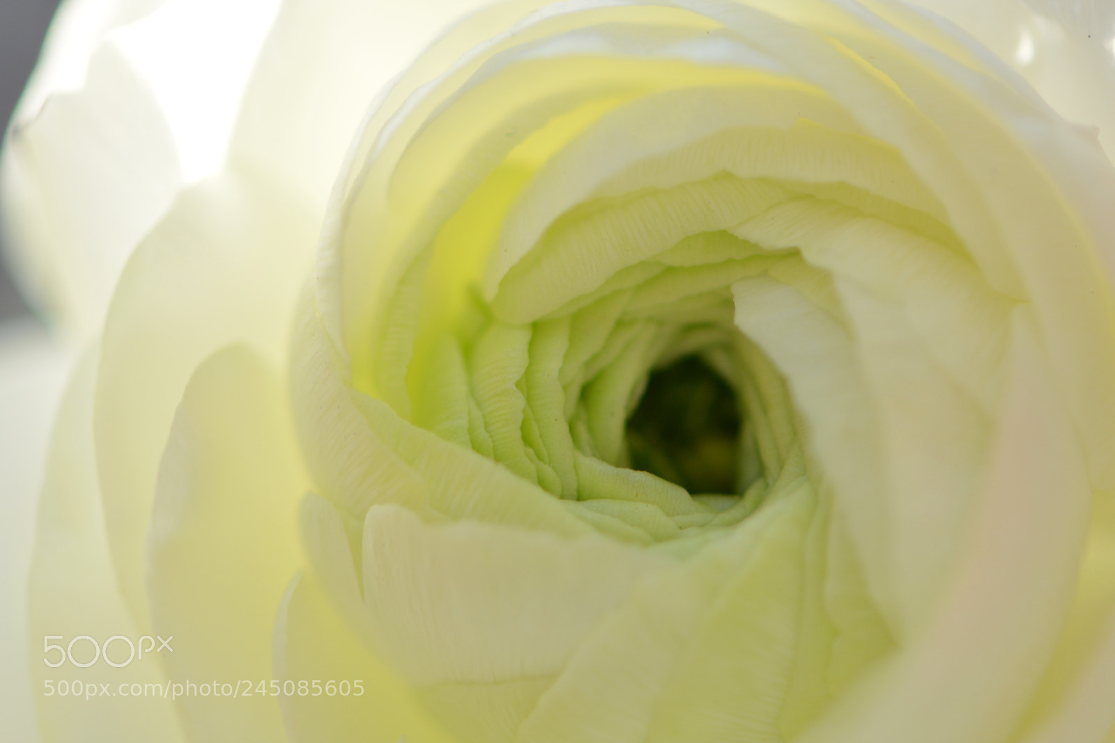 Nikon D7100 sample photo. Persian buttercup photography