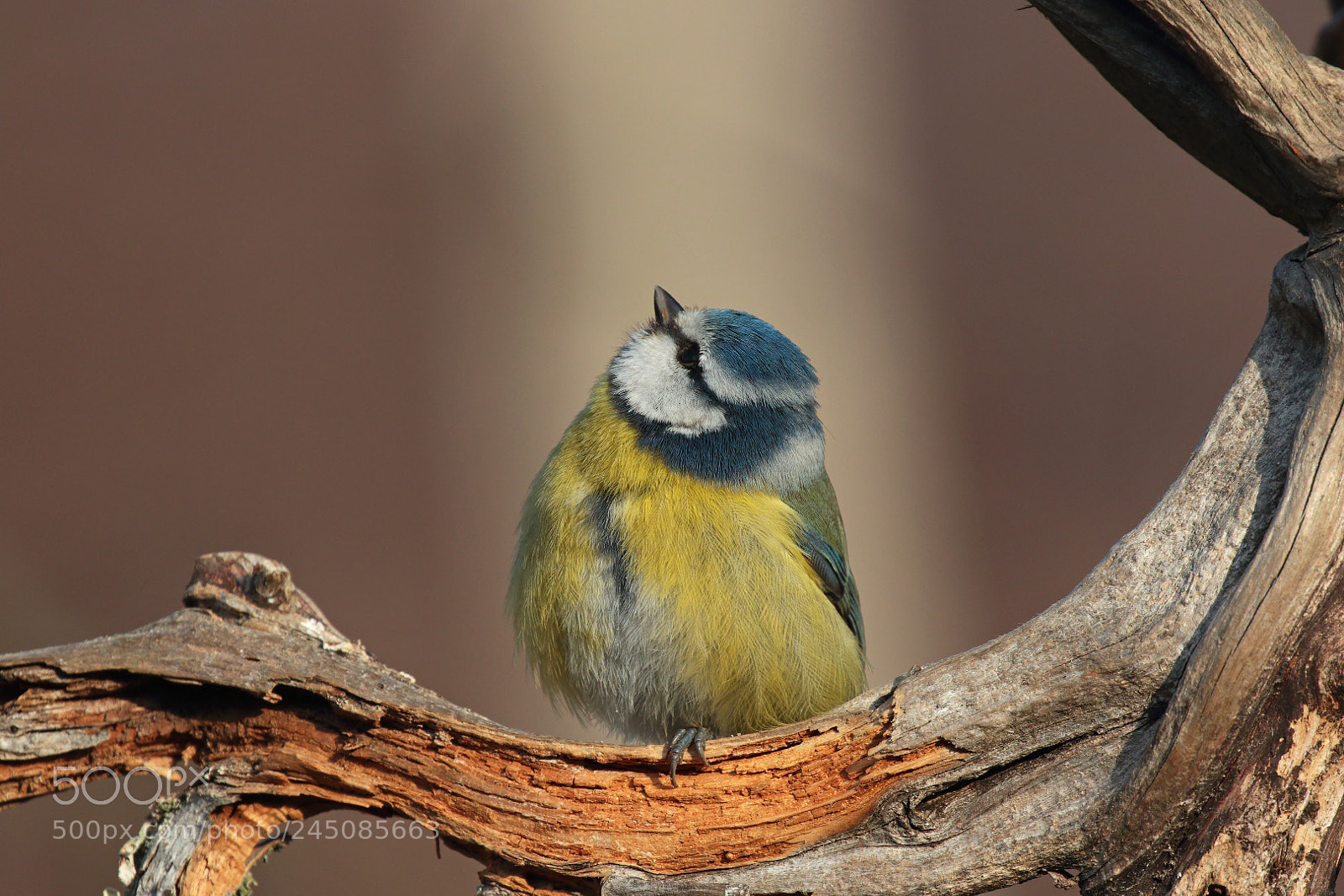Canon EOS 7D Mark II sample photo. Blue tit photography