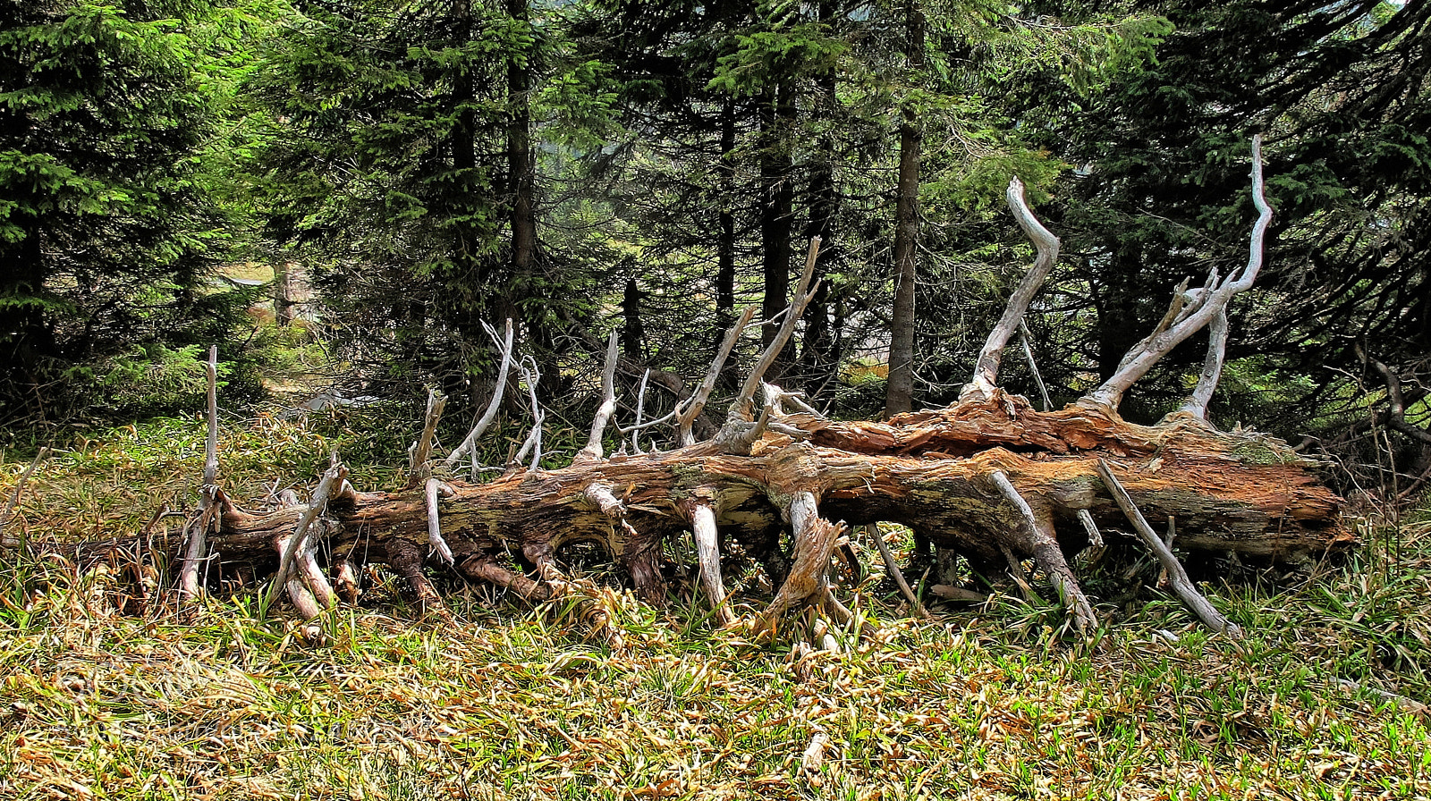 Canon PowerShot G12 sample photo. Dead tree photography