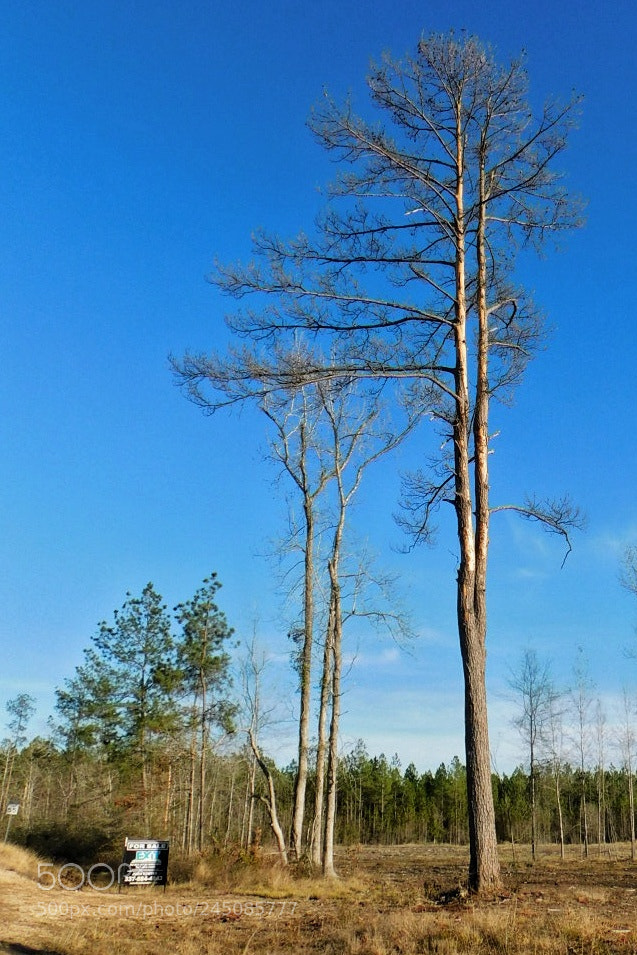Nikon Coolpix B500 sample photo. Tall, bare trees... photography