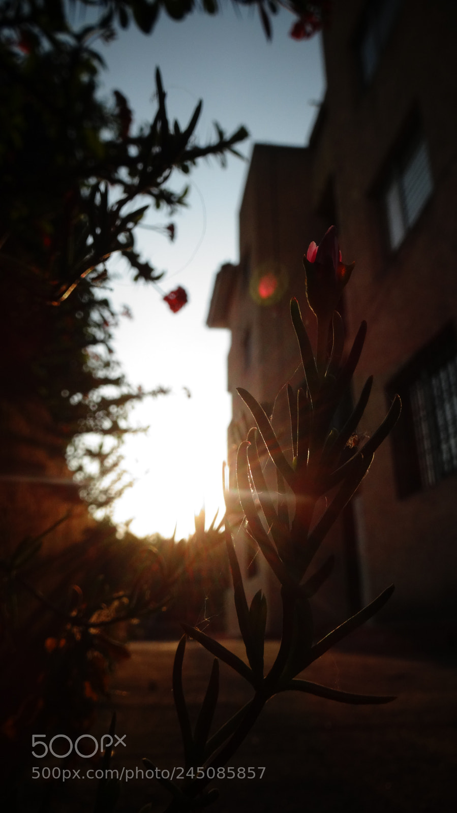 Sony Cyber-shot DSC-HX20V sample photo. Morning light photography