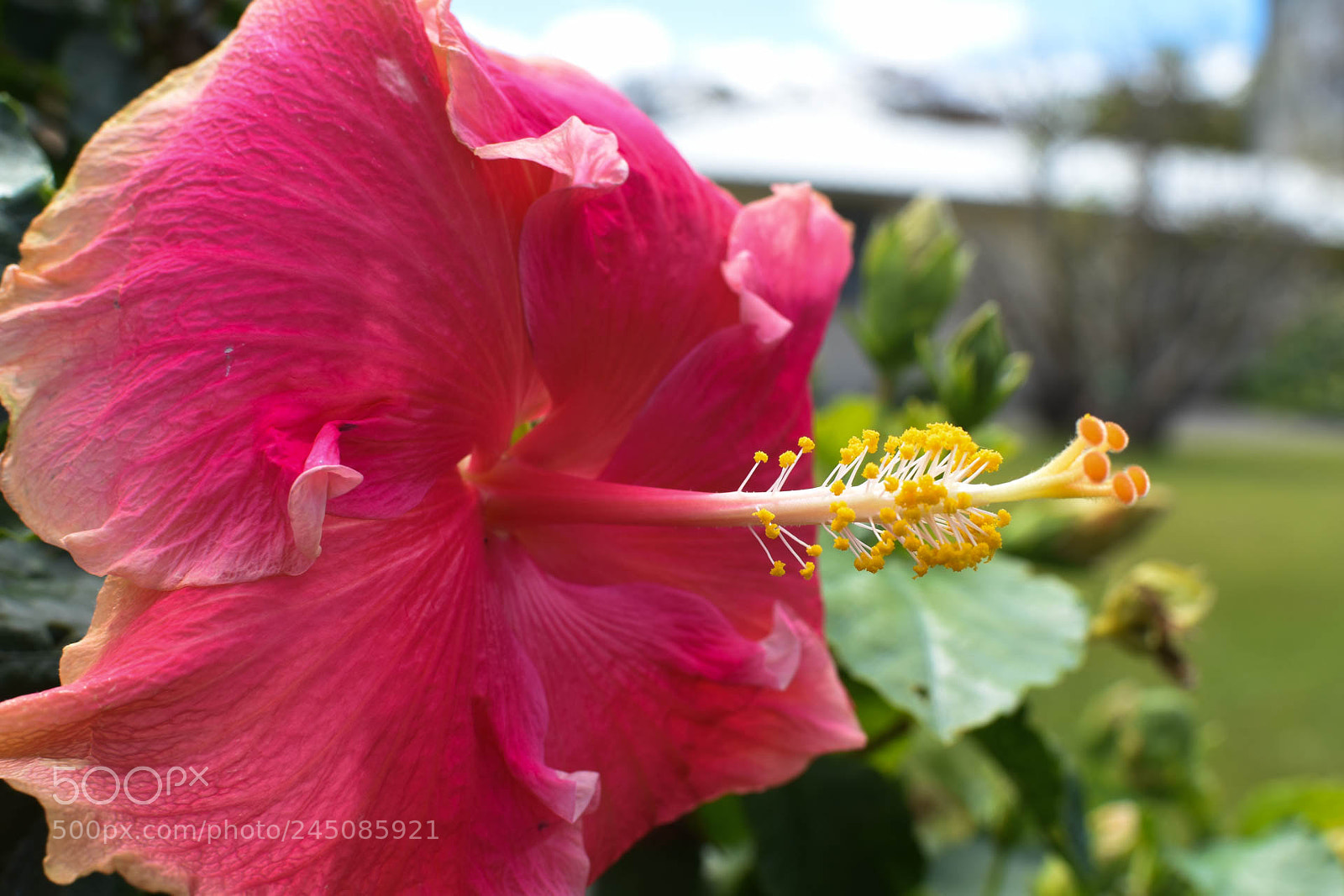 Nikon D5600 sample photo. Gynécée photography