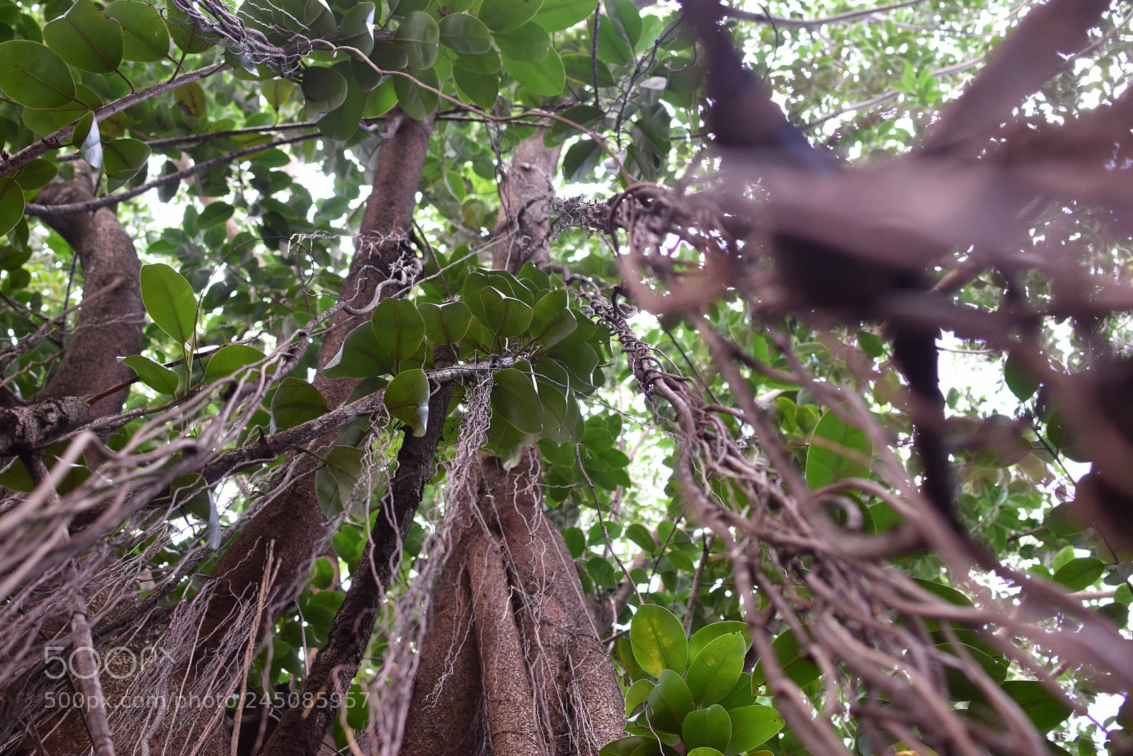 Nikon D5600 sample photo. It's raining branches photography