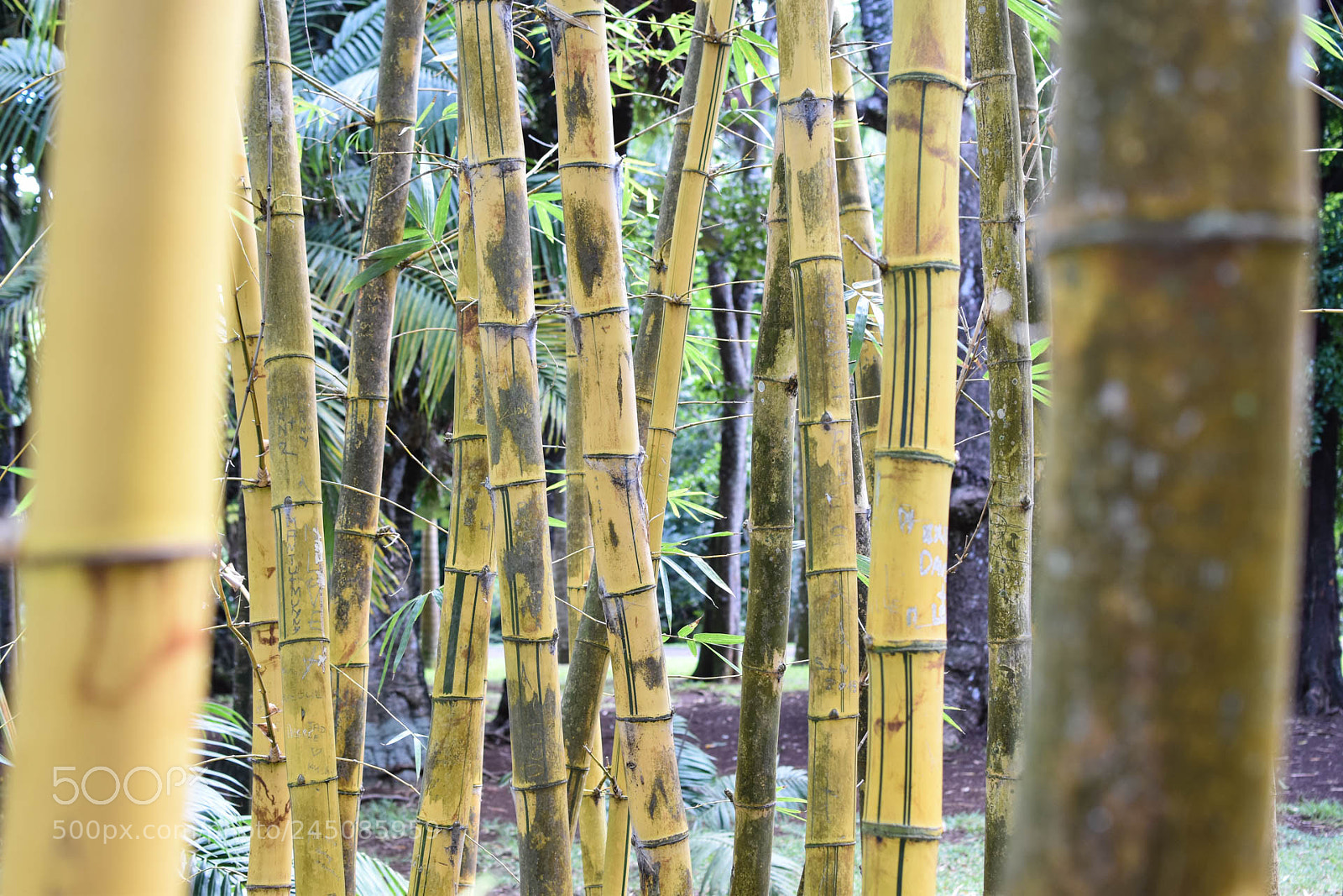 Nikon D5600 sample photo. Bamboo photography